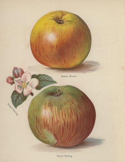 Newton Wonder, Striped Beefing by English School